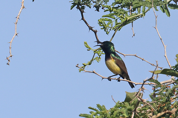 Variable Sunbird